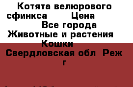 Котята велюрового сфинкса. .. › Цена ­ 15 000 - Все города Животные и растения » Кошки   . Свердловская обл.,Реж г.